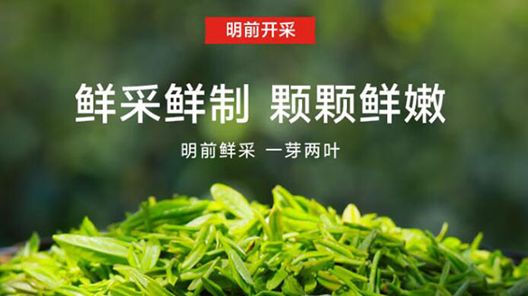 信阳绿茶茶叶攻略测试