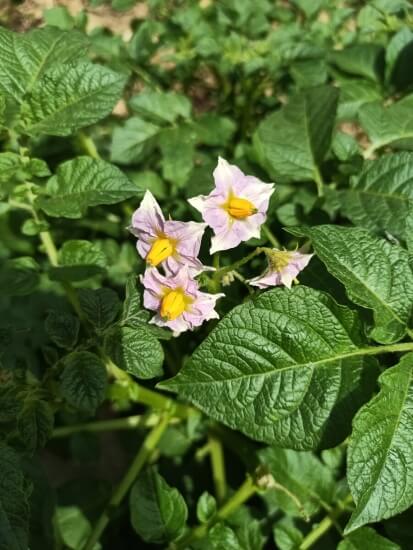 土豆花的做法 四川古蔺有一种小吃叫《洋芋花》有谁知道怎么做啊！求教程？