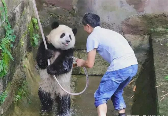 大熊猫泡澡晒太阳：简直太像人了？