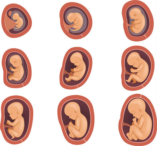 9张图秒懂不同月龄胎宝宝发育情况,4个月就完全能看清胎儿性别了