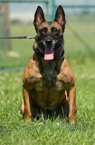 最聪明的十大警犬：昆明犬上榜，杜宾犬第二