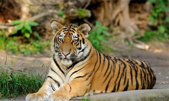 世界老虎种类大全 马来虎上榜,第一是“丛林之王”