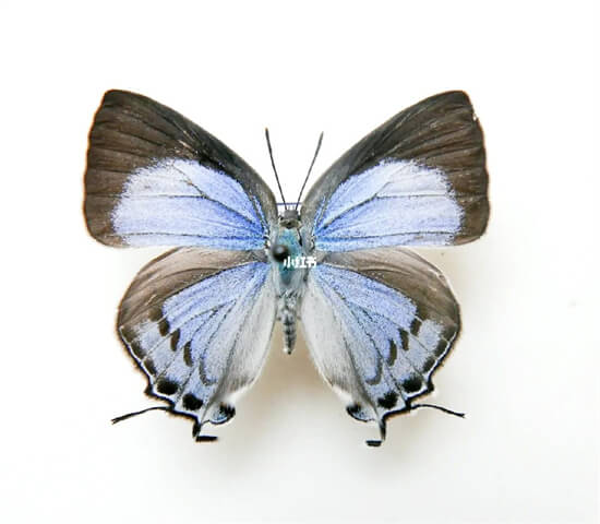 世界最珍贵的十大蝴蝶，皇蛾阴阳蝶上榜，第一是中国特有珍品