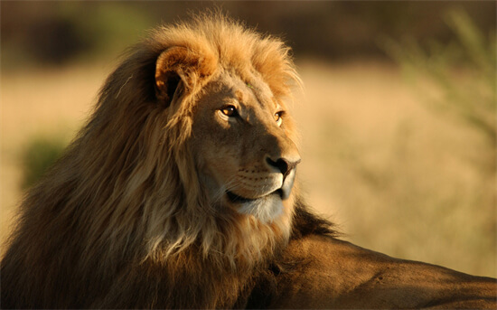 盘点世界狮子的种类 刚果狮上榜,第一已灭绝