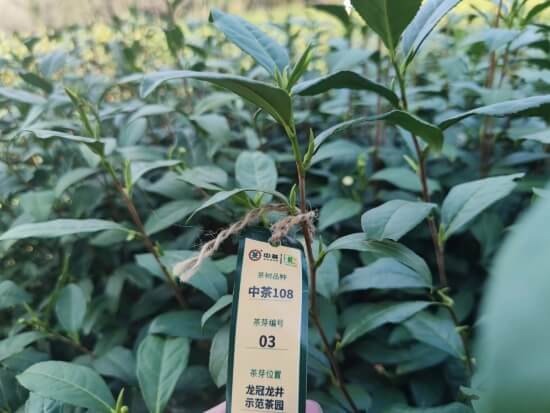 「茶百科」深度剖析茶树（重磅科普）