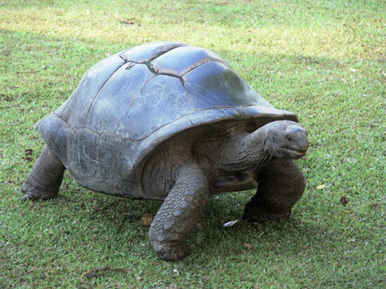 世界十大最稀有的乌龟品种，缅甸星龟上榜，第一数量最稀少