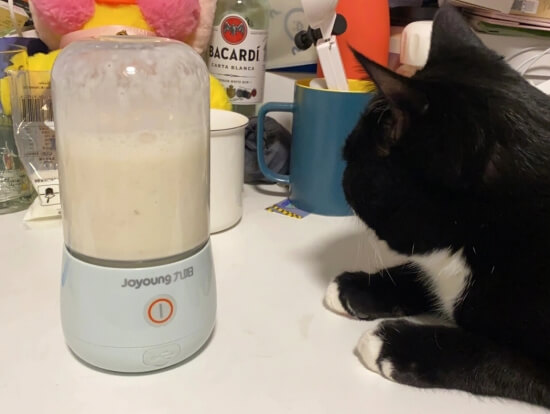 猫咪可不可以喝牛奶？作为铲屎官的你都不一定知道