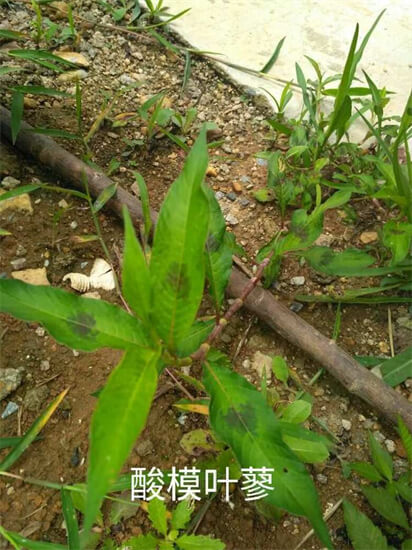 在兜兰全属植物里面，有一种被誉为“玉女兜兰”，带您欣赏其芳姿