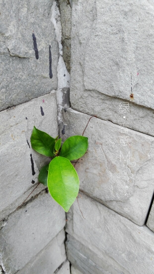 6种花草植物上墙就揭瓦，你家要有，栽种时记得远离墙壁