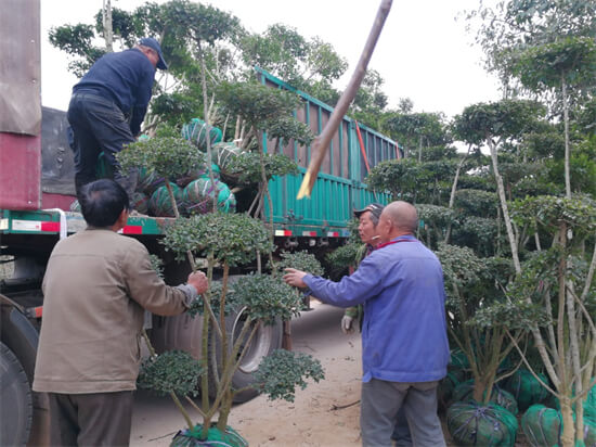 最有禅意的十大佛性绿植，好养又高级，放在家里倍增光