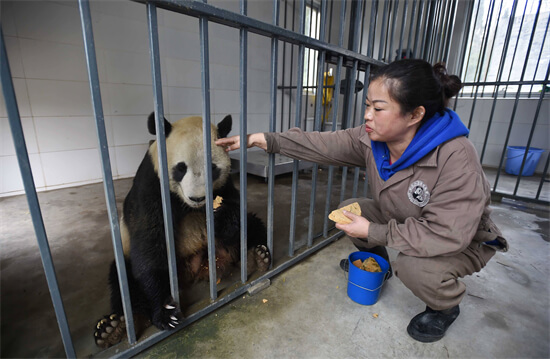 乞食行为是什么行为 熊猫为什么会有乞食行为