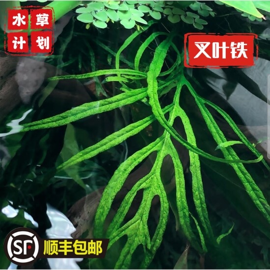 常见水草指南（3）——细叶铁皇冠