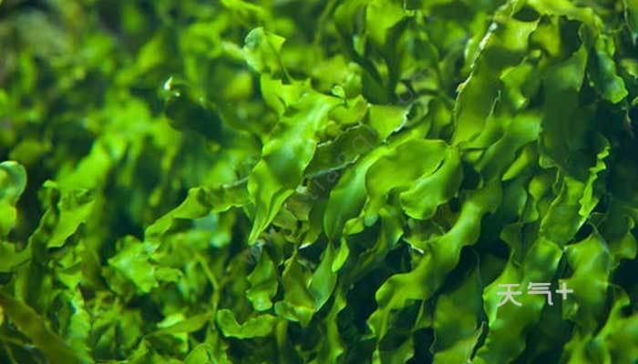 探寻世界海藻类海鲜品种，海带最出名，第四名让你大开味蕾！