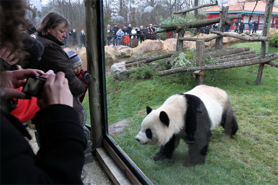 旅法中国大熊猫“欢欢”和“圆仔”的租期将延长 说明了什么问题？