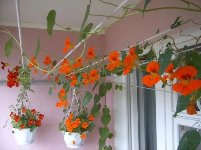 藤本樱霞，长势超快的花墙植物，一年能长3米，四季都有花开