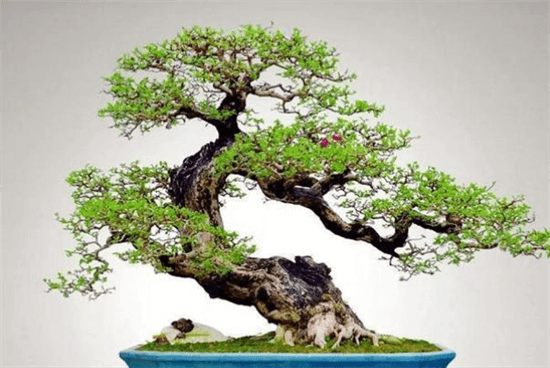 最出名的十大盆景树种，罗汉松上榜，第一是红枫精品树种！