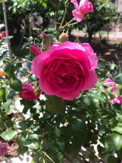 世界最好看的十大月季花品种，美咲上榜，第一是World’s Best Rose