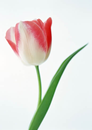 世界最著名的十大国花，茉莉花上榜，第一象征爱情的美丽！