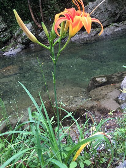 风水十大吉祥花排行，君子兰上榜，前三让庭院充满东方美感