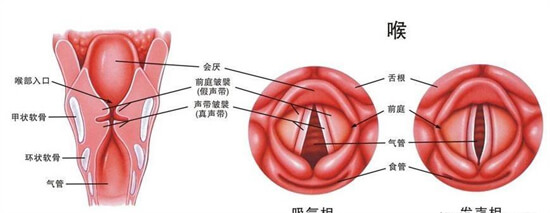 为何医生提醒人们不要频繁清嗓子？