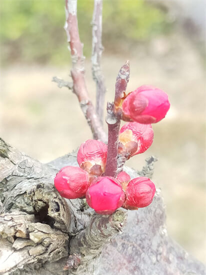 阅尽好花千万树，愿君记取此一枝。——梅花小记