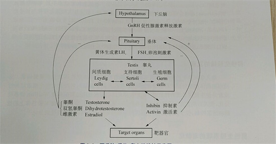 “荷尔蒙”旺盛的男性，有什么特征？自测下你占了几个？