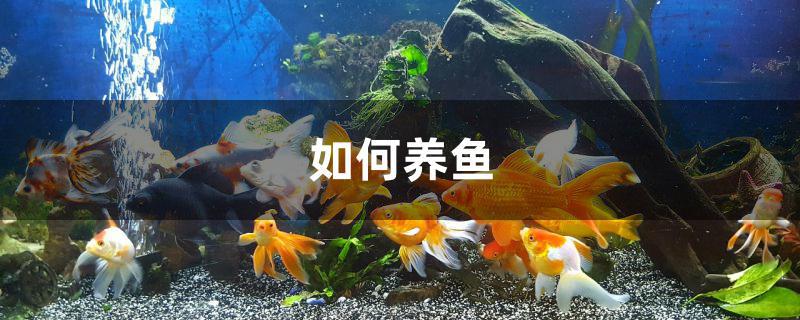 能和鱼一起养的水培花，过年在家养一盆，象征“年年有余”