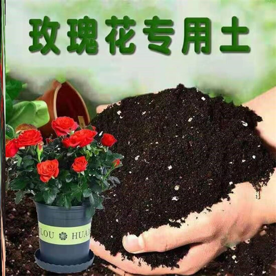 月季花可以无土栽培吗？如何做？