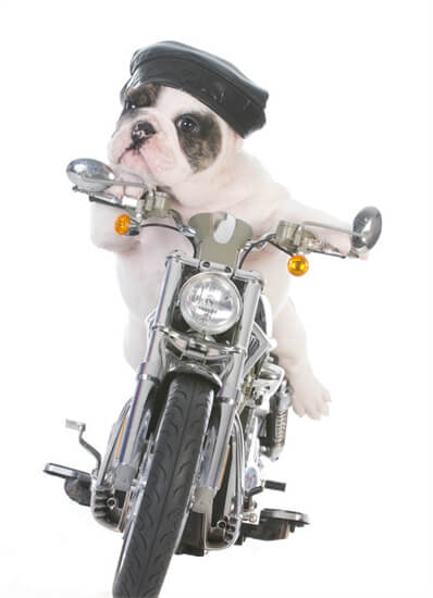 广东：小伙骑摩托车带狗回家过年 布带绑身上 带个妹子吧