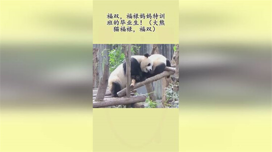 ​网传大熊猫“福禄”淋雨 具体经过是怎样的？