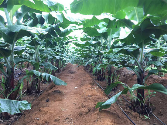 海南香蕉优质高产栽培管理技术