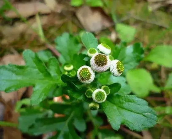 农村的这种野草，治疗跌打损伤风湿骨痛有奇效，也叫接骨草八棱麻