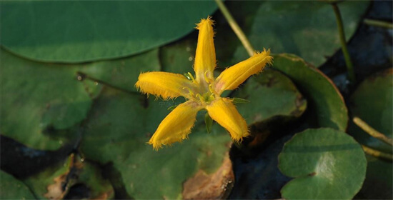 「花颜草语」园艺达人须知的100种常见植物，你能认识几种？