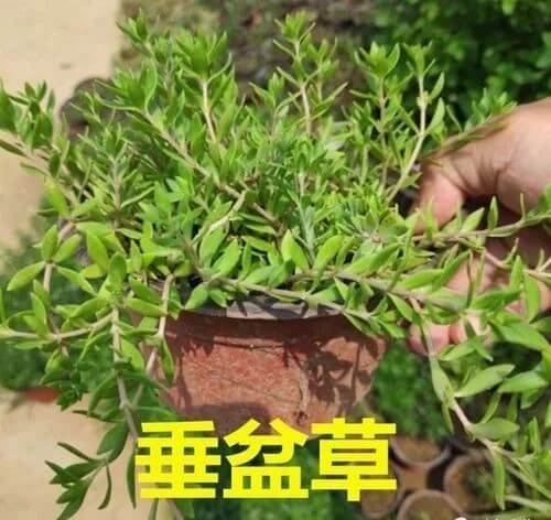 3种野生植物，种在家里镇宅，养3个月花盆装不下，繁殖10几棵