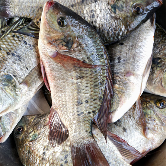 南方常见的“进口鱼”，广东养殖多年却称为“垃圾鱼”，你爱吃吗