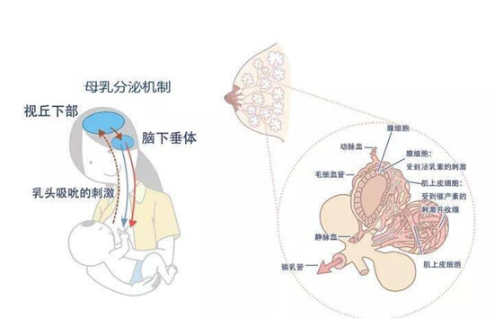 月子里奶水不足怎么办？