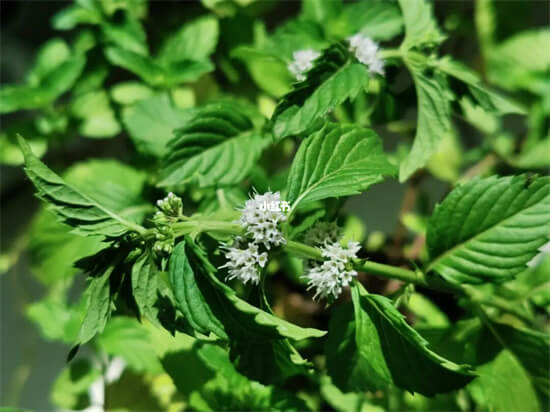 3种植物，别随便养在院子里，繁殖能力强，太能长了