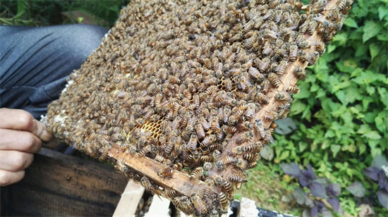 中华蜂产的蜜就是土蜂蜜吗？