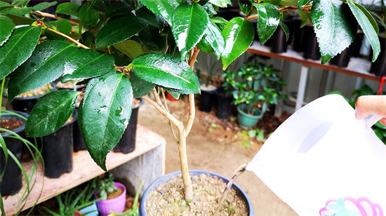 茶花开花多长时间？冬天要放在家里吗？