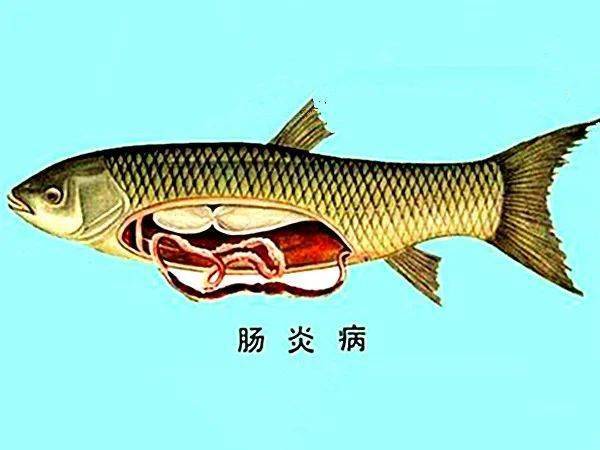 草鱼的冷知识：贵为四大家鱼，爱吃的不是草而是粪便，你还爱它吗