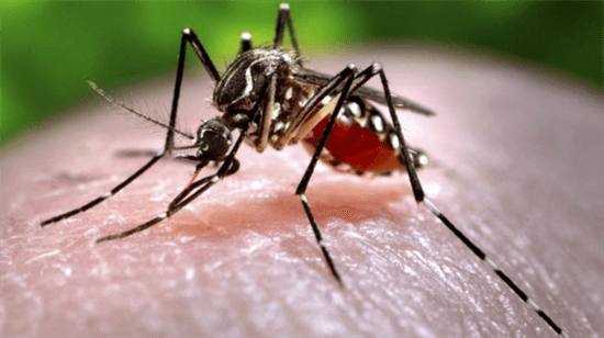 世界上最毒的蚊子前十名：白纹伊蚊上榜，第五是登革热病毒传播者