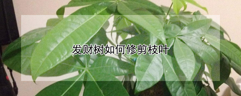 如何修剪发财树?