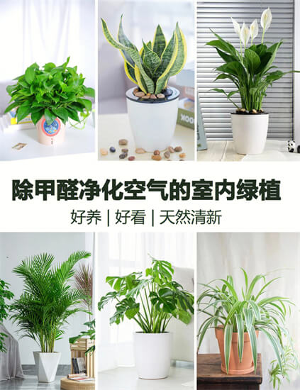 多肉植物能吸甲醛吗？我认为不能，想要除甲醛可以选择这5种绿植