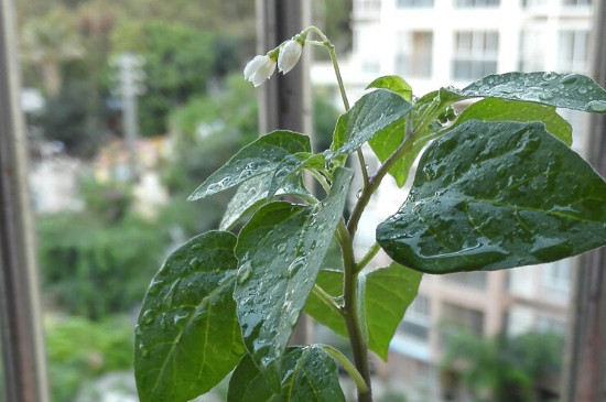 种植辣椒，在辣椒开花坐果期能不能浇水？如果要浇该注意什么？