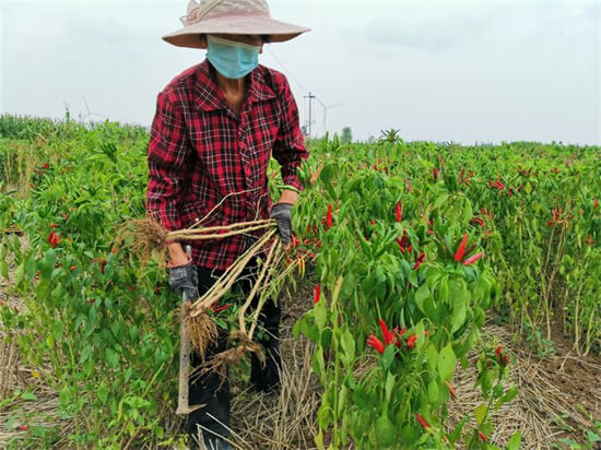 地里种植的辣椒快采摘完了，可是辣椒树上又开了好多花，这些花会结果吗？