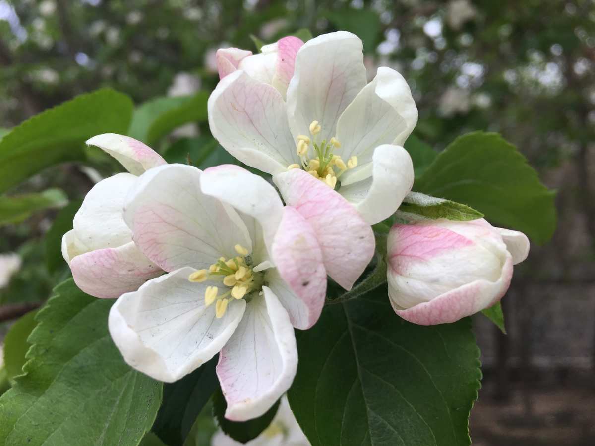 教你种植小技巧，果树只开花不结果怎么办？记住这个小配方就行