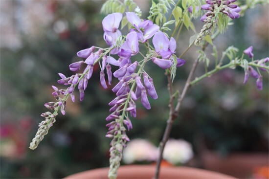 春天就种紫藤，开花后满满一长廊，寓意紫气东来好兆头