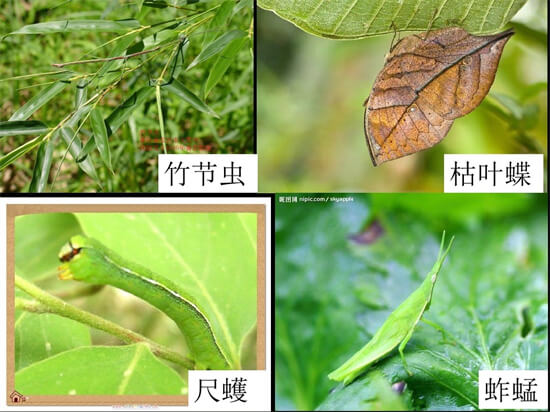 农村孩子的记忆：有谁还能认得全这20种会飞的昆虫？