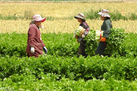 生长在南方的植物，可治疗哮喘、耳聋，拿它制作枕头可促进睡眠