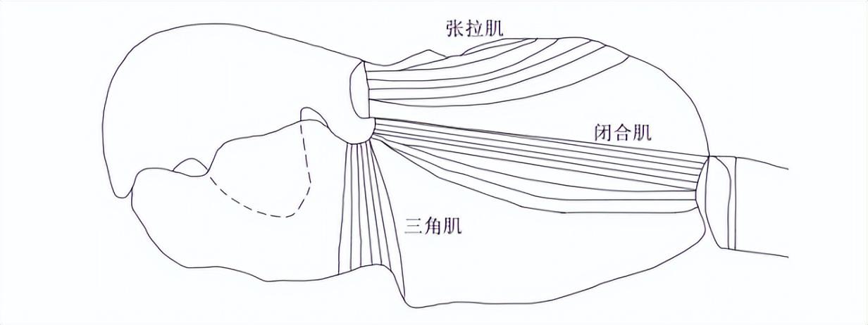 枪虾是什么动物？为何中美均对其仿生研究？